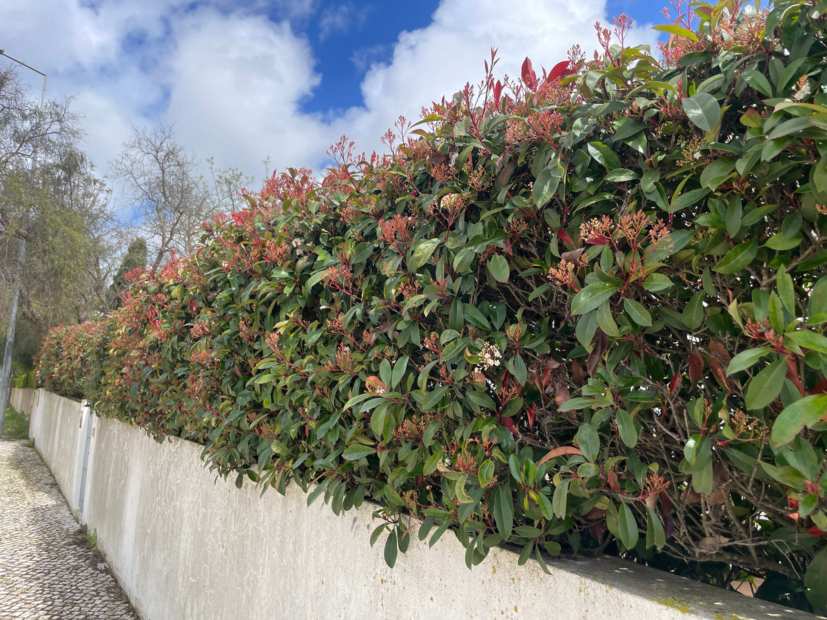Grün rote Glanzmispelhecke mit Blüten vor weißer Mauer und blauem Himmel