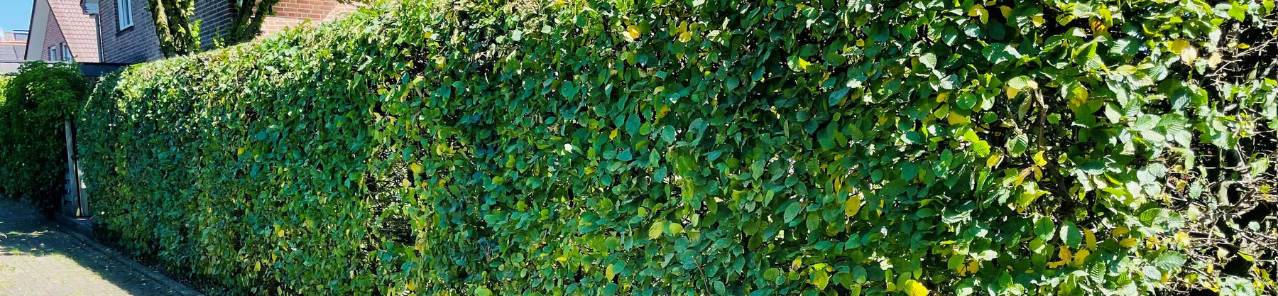 Hainbuchenhecke als Sichtschutz am Garten
