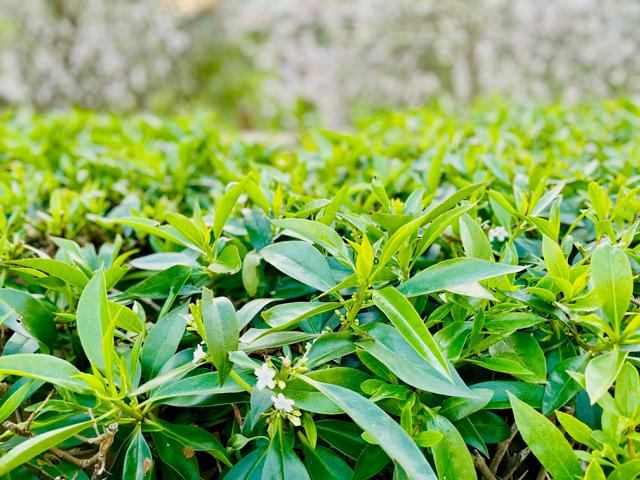 Schmale grüne Blätter einer Kirschlorbeer Hecke