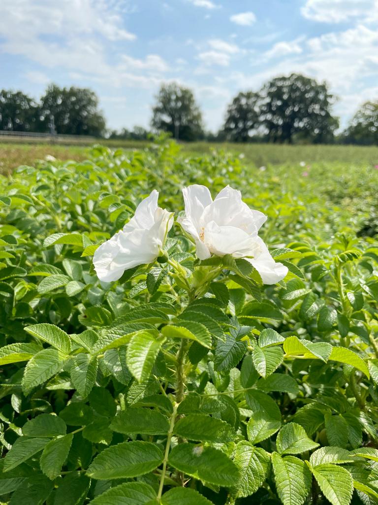 weiße blüten der apfelrose mit grünen Blättern in Landschaft vor blauem Himmel