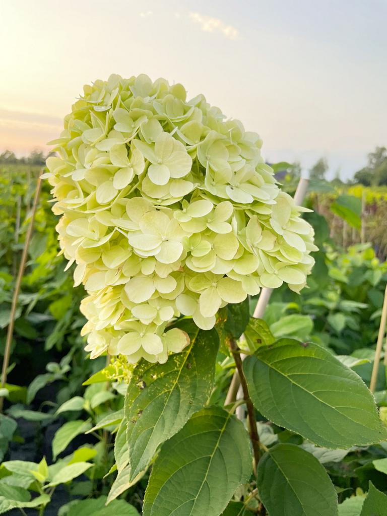 weiße Blüten der Schneeballhortensie Annabelle vor blaurotem Himmel