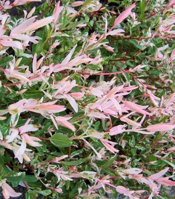 Rosa Blüten und grüne Blätter der Harlekinweide