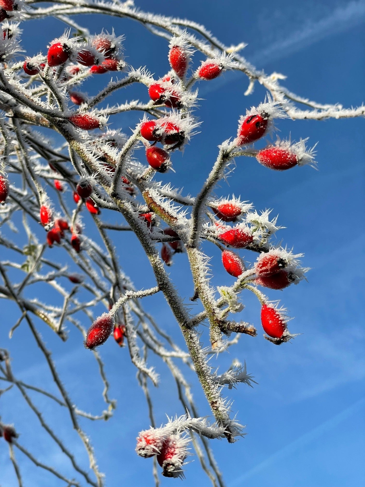 rote mit Eis bedeckte Hagebutten vor blauem Winterhimmel