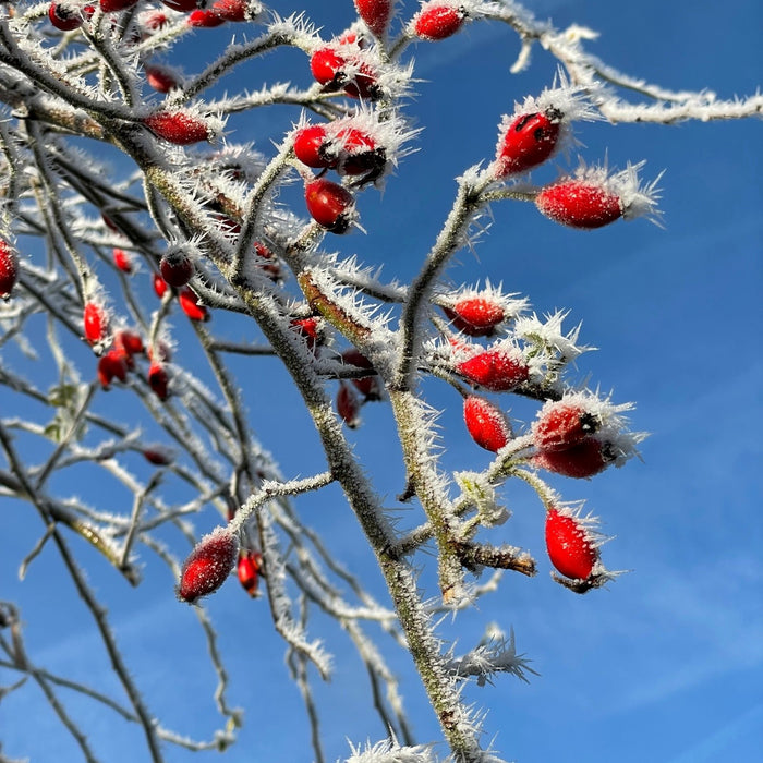 rote mit Eis bedeckte Hagebutten vor blauem Winterhimmel