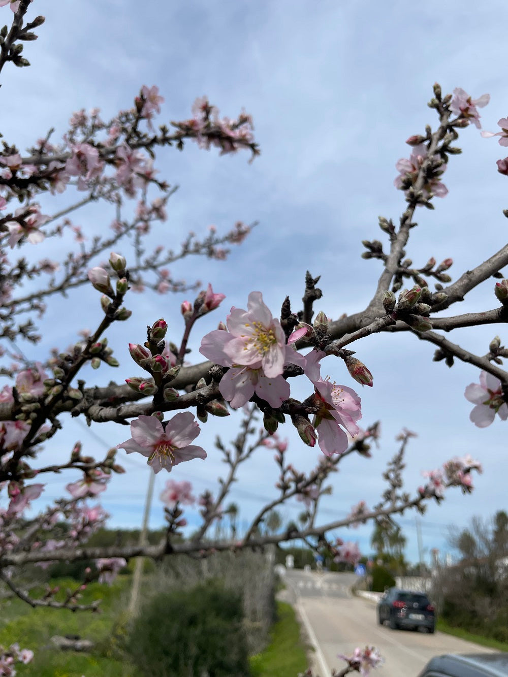 Zweig eines Mandelsbaums mit weißrosa Blüten