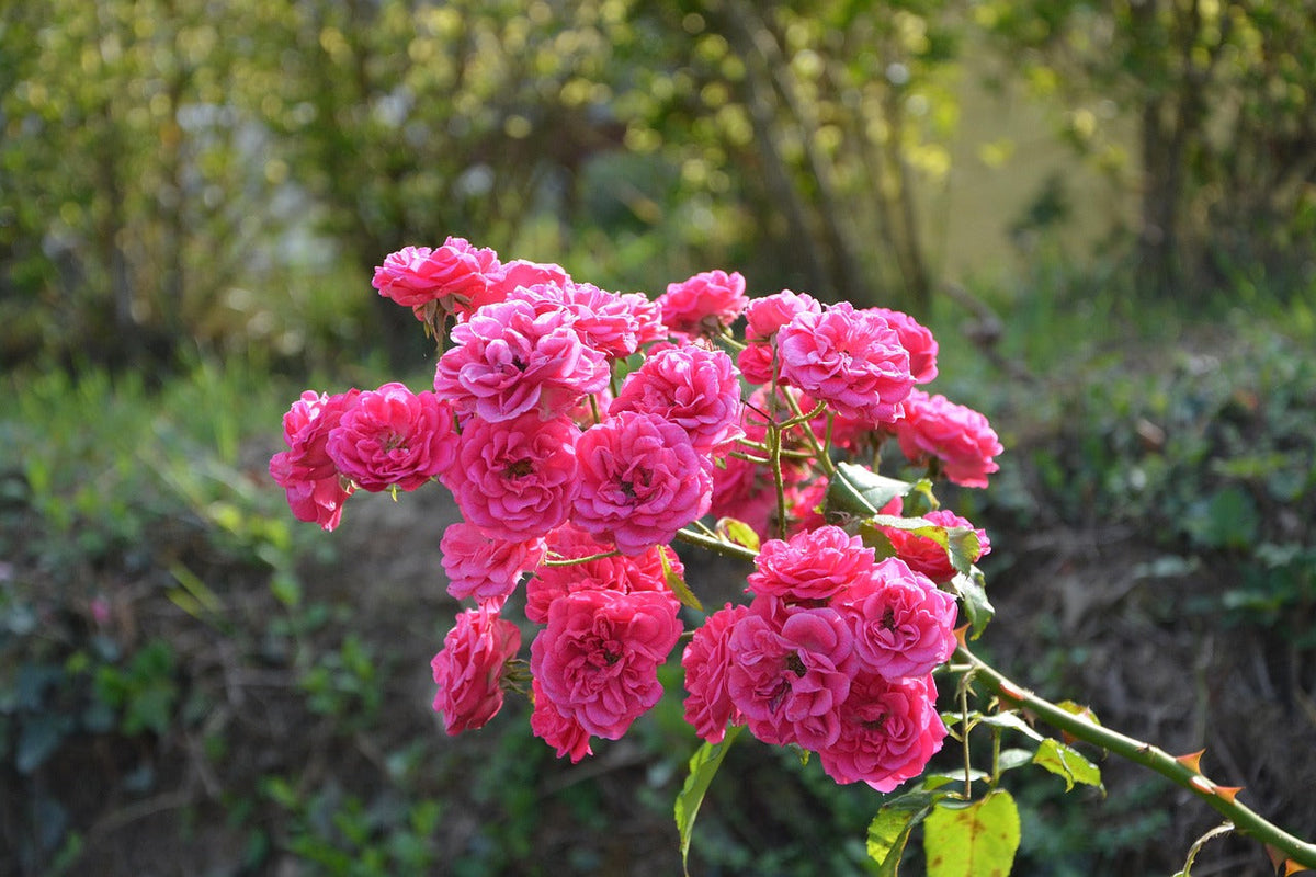 Zweig einer Kletterrose mit vielen pinken Blüten