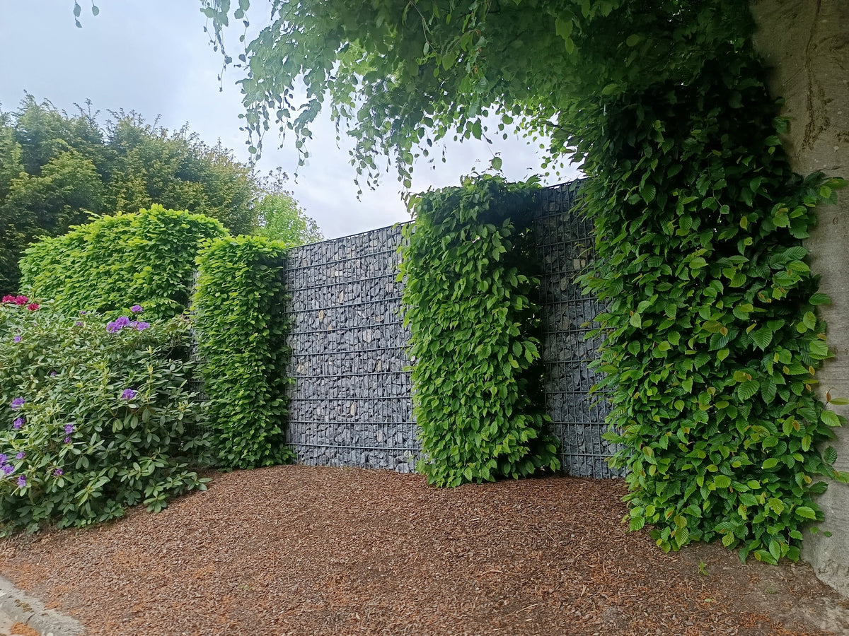 Geschnittene Hainbuchenhecke
