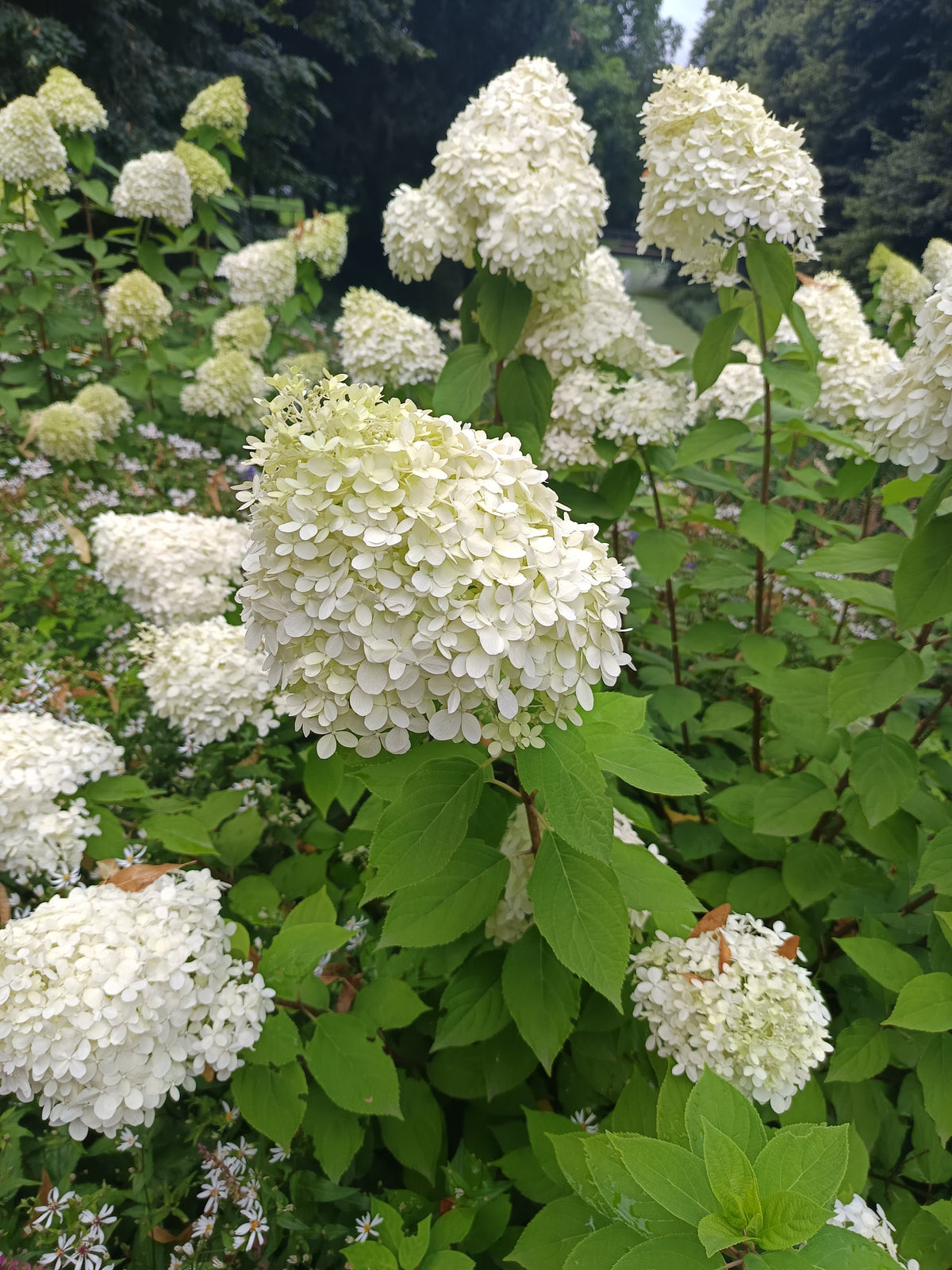 Weiße Blüten der Rispenhortensie mit grünen Blättern