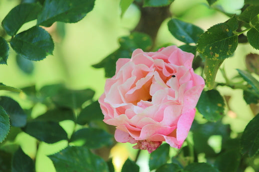 Rose mit vielen hellrosa Blütenblättern und grüne Blätter der Rosenpflanze