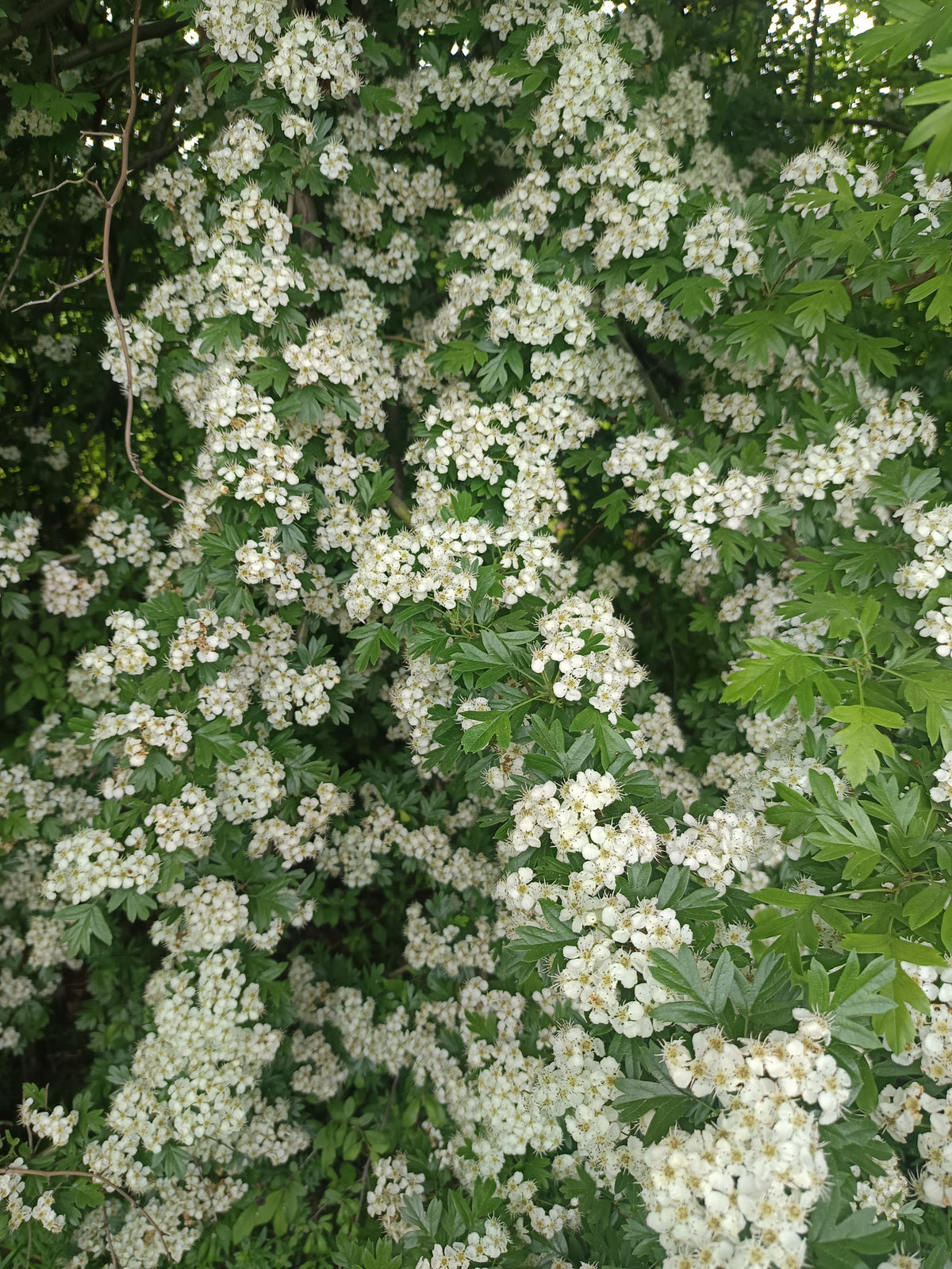 Viele weiße Blüten an einem Weißdornstrauch mit grünen Blättern