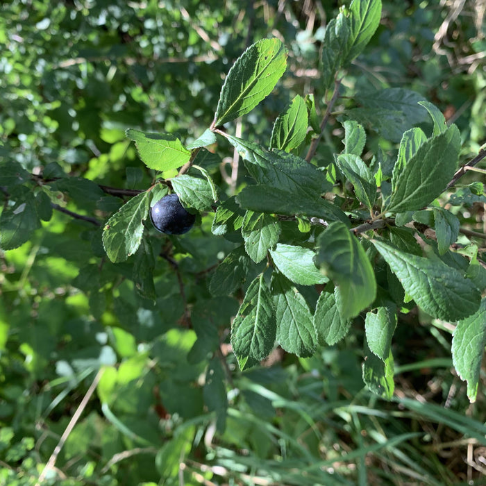 Schlehe Blätter und Frucht