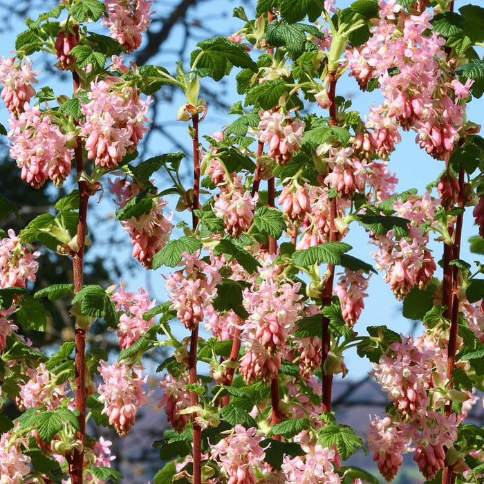 viele rosa Blüten an Zweigen der Blutjohannisbeere