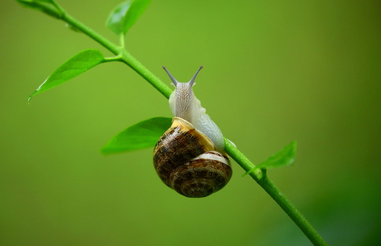Schnecke an einem Zweig