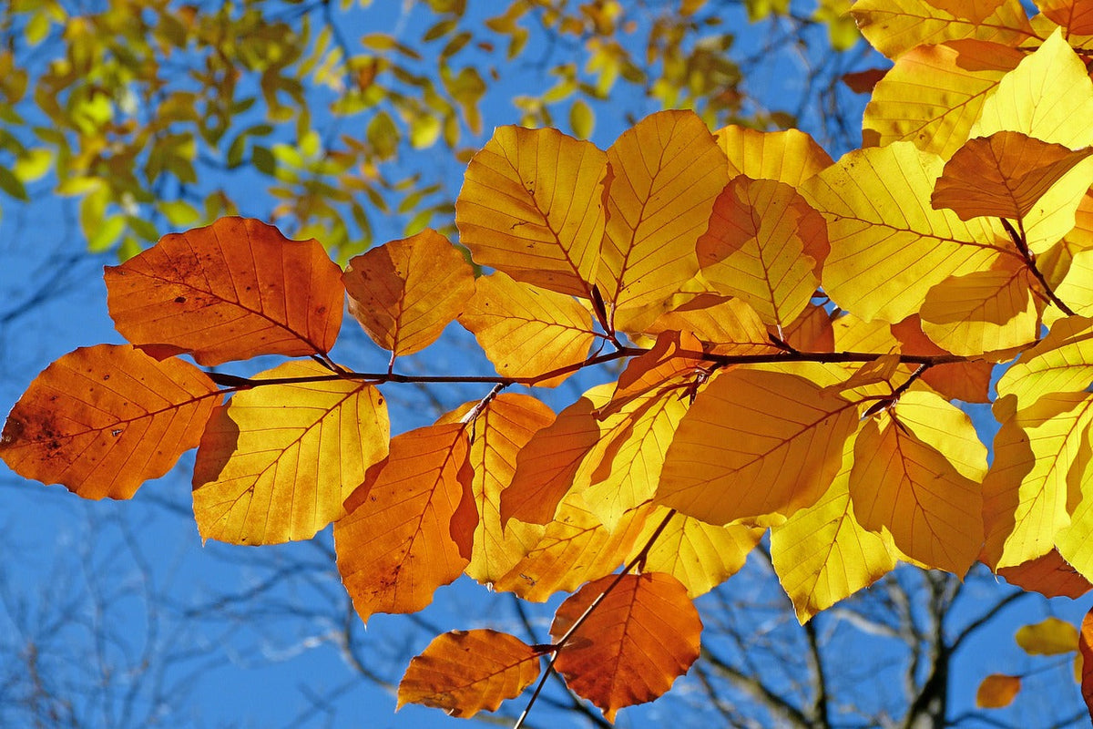 Gelbgoldene Herbstblätter an einem Zweig vor blauem Himmel