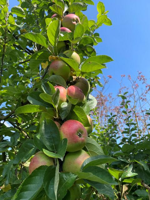 Rote Äpfel am Apfel-Familienbaum vor blauem Himmel