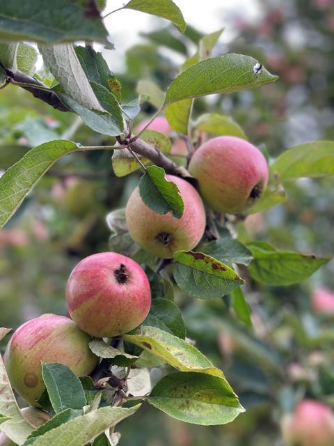 Ăpfel am Familienapfelbaum