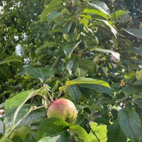 Winterapfel Elstar am Ast