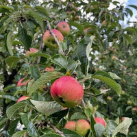 Herbstapfel Holsteiner Cox am Ast