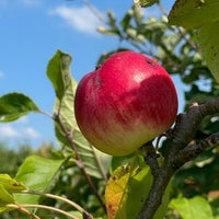 Apfelbaum für viel Genuss im Garten