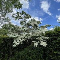 Chinesischer Blumenhartriegel Strauch mit weißen Blüten vor blauem Himmel