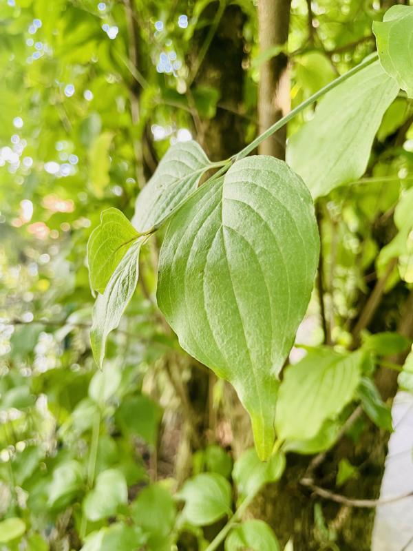 Blatt Kornelkirsche
