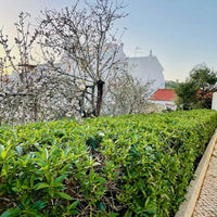 Portugiesischer Kirschlorbeer Hecke