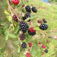 Brombeere am Strauch