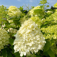 Rispenhortensiein voller Blüte