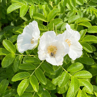 Blüte einer weißen Apfelrose mit Biene