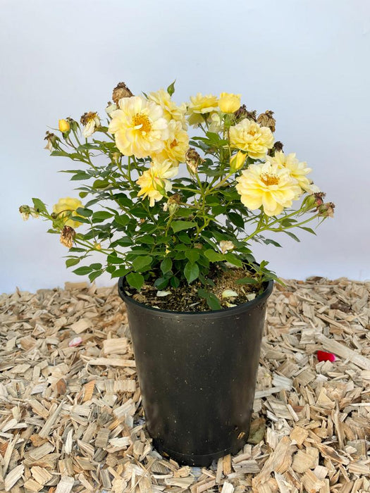 Bodendeckerrose Bienenweide Gelb als kleine Topfpflanze auf Holzspähnen vor weißer Wand