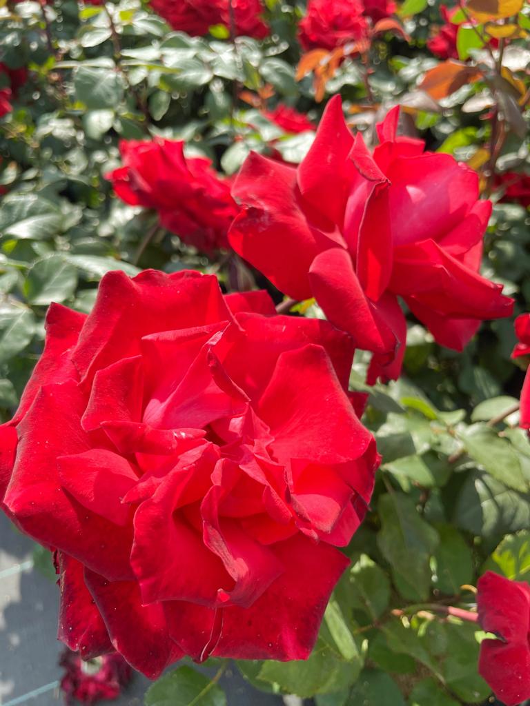 Rote Blüte der Edelrose Grande Amore in Nahaufnahme mit weiteren Rosen im Hintergrund