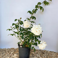 Kletterrose Ilse Krohn Superior als kleine Topfpflanze mit weißen Blüten vor weißem Hintergrund