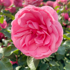 Strauchrose