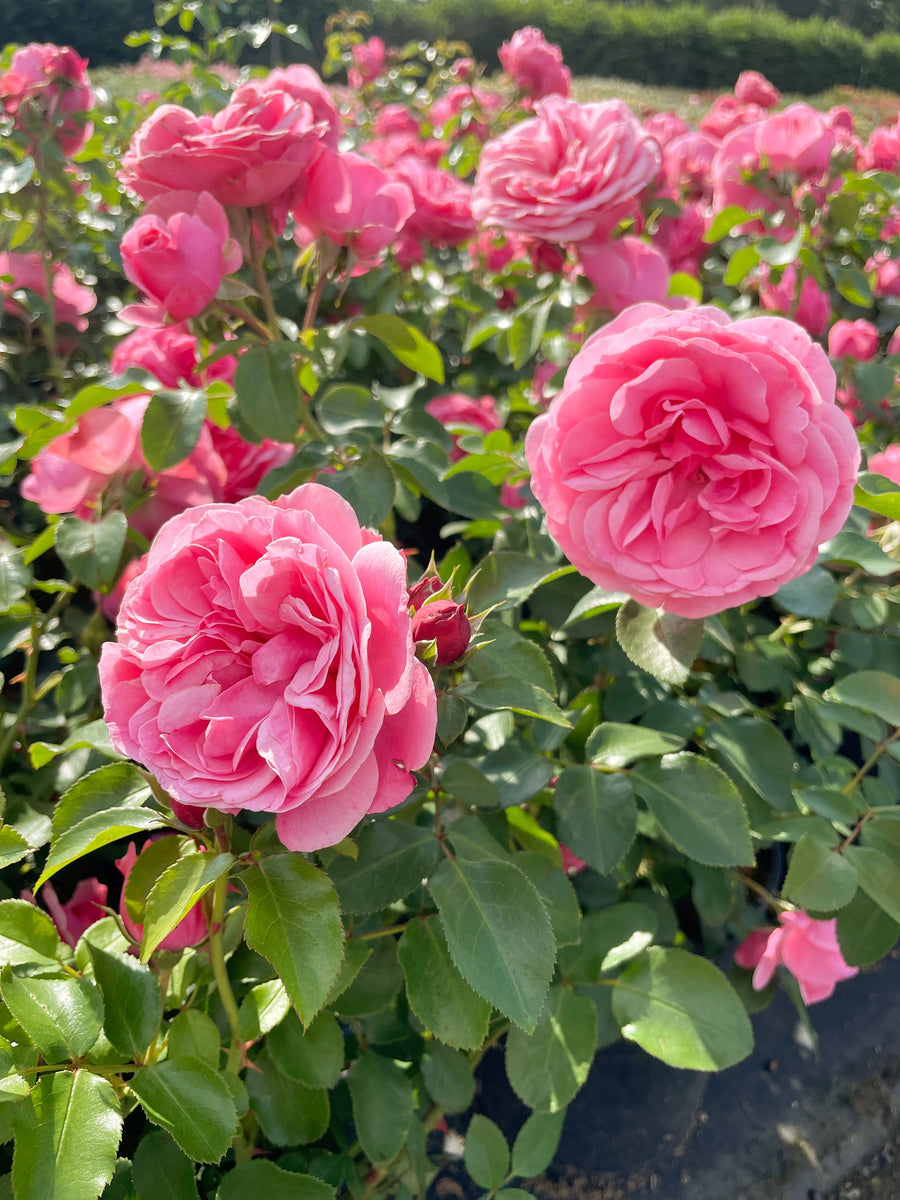 Strauchrose mit mehreren Blüten im Geschenkpaket