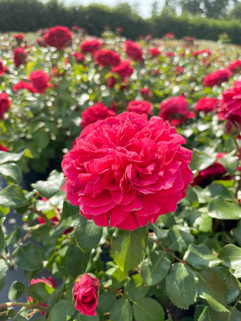 Gefüllte rote Blüte der Beetrose Red Leonardo da Vinci vor einem Rosenbeet