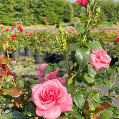 Rosa gefüllte Blüten der Strauchrose Dornröschen Sababurg in Nahaufnahme mit grünen Blättern im Rosenbeet
