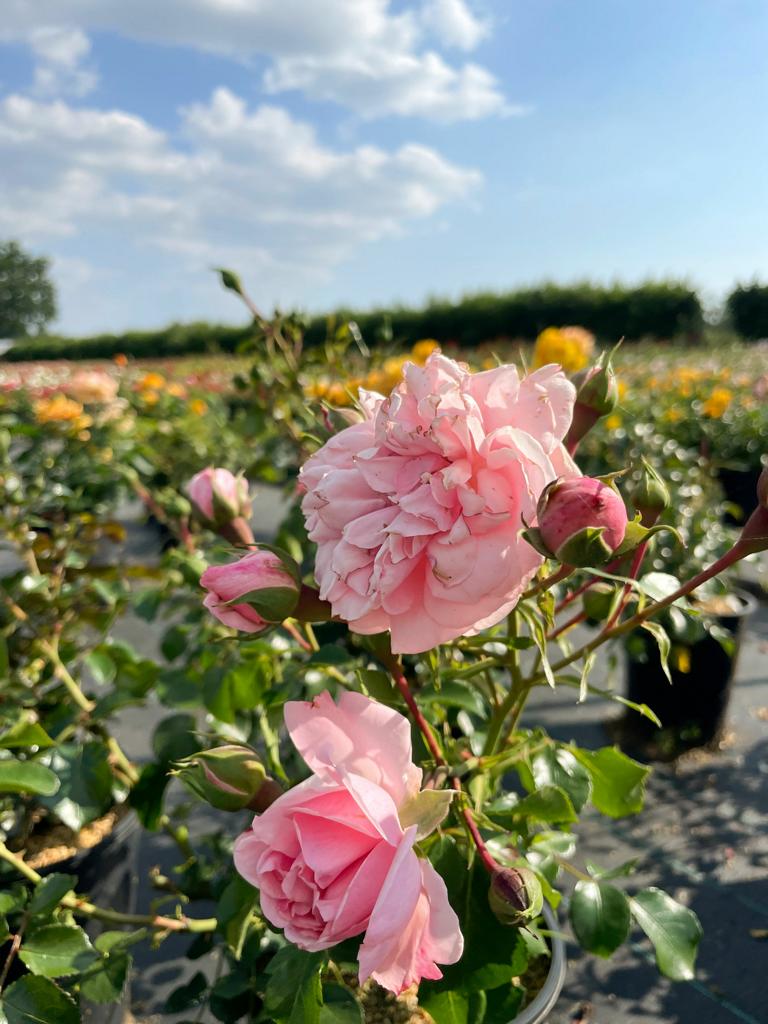 Nahaufnahme der rosa gefüllten Blüten der Bodendeckerrose The Fairy mit grünem Laub in der Sonne