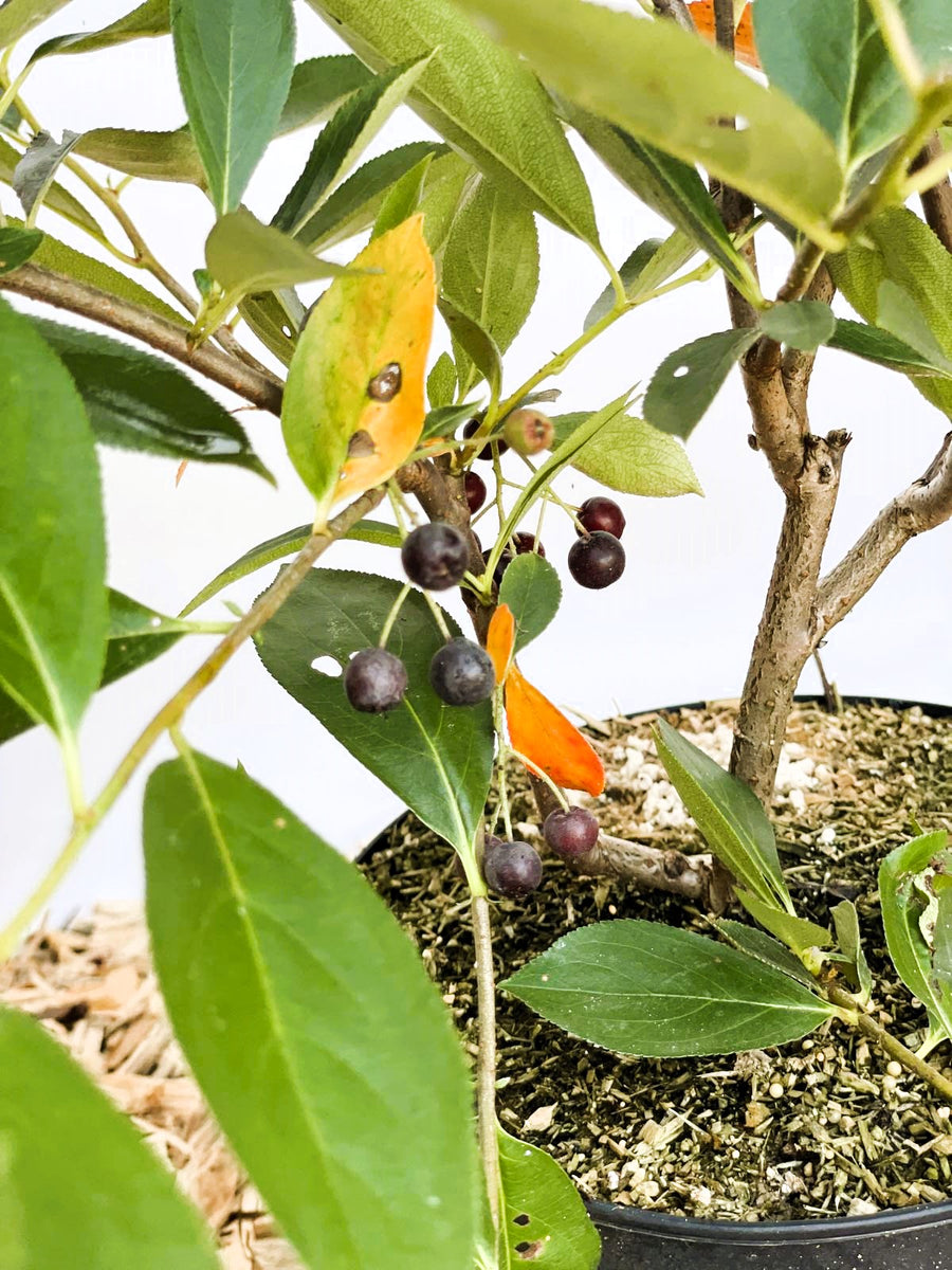 Aroniabeere Hugin mit grünen Blättern, einigen gelben Blättern und kleinen dunkelvioletten Beeren in einem Topf.
