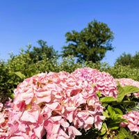 Ballhortensie Hydrangea macrophylla Dolly Buster mit großen rosa Blüten vor grünem Laub und blauem Himmel.