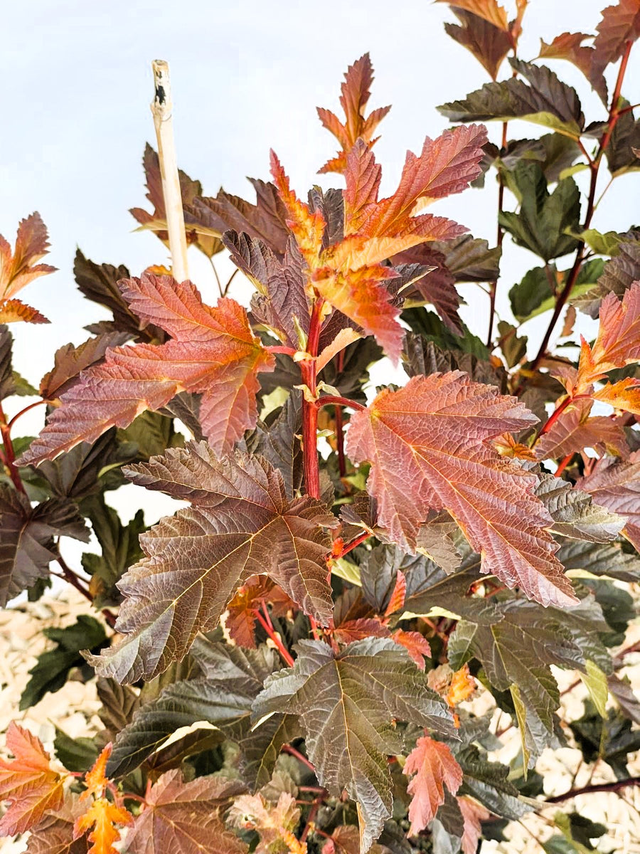 Blasenspiere Physocarpus opulifolius Diable d Or mit rotbraunen, gelblich gesprenkelten Blättern vor hellem Himmel.
