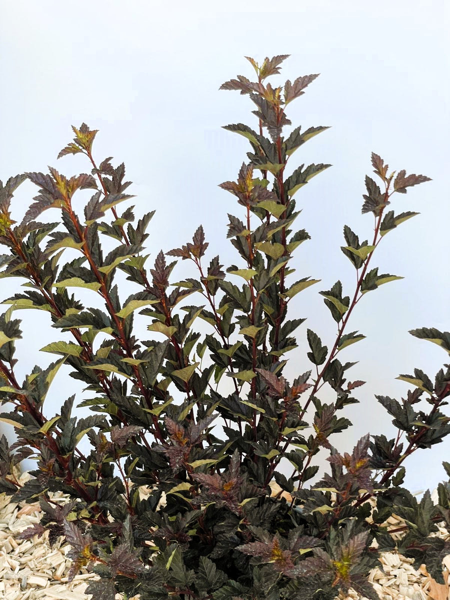 Blasenspiere Tiny Wine Physocarpus opulifolius mit dunkelroten, gezackten Blättern vor hellem Himmel und Mulchboden.