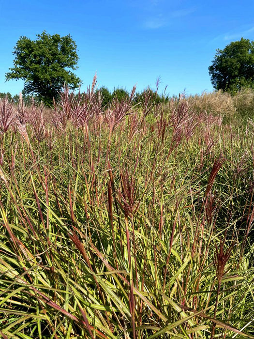 Chinaschilf Miscanthus Sinensis Red Chief mit roten Blütenrispen und grünen Blättern vor blauem Himmel und Bäumen.