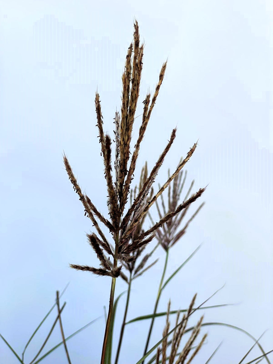 Blühendes Chinaschilf Miscanthus Sinensis Red Chief mit braunen Rispen vor blauem Himmel in Nahaufnahme.