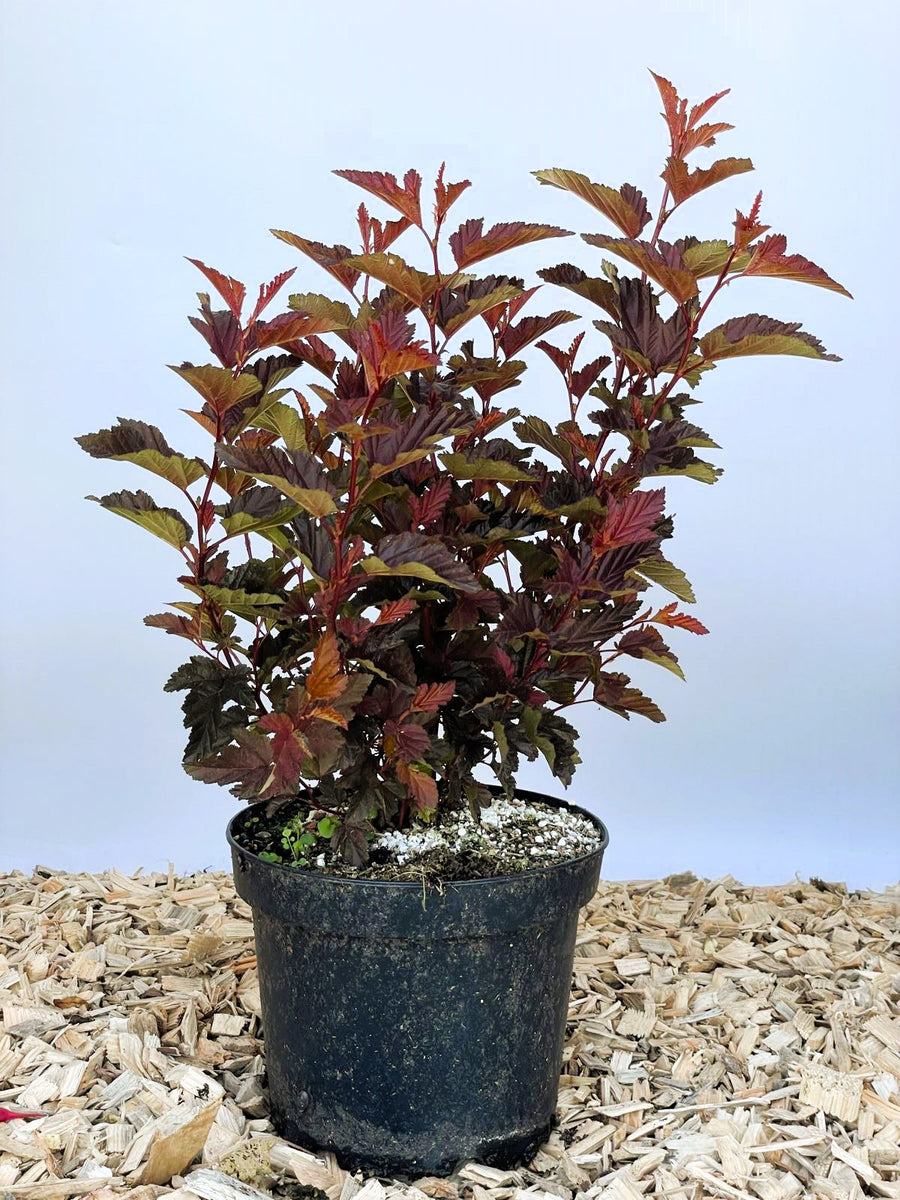 Fasanenspiere Physocarpus opulifolius LittleAngle mit roten, gezackten Blättern in schwarzem Topf auf Holzspänen vor blauem Hintergrund.