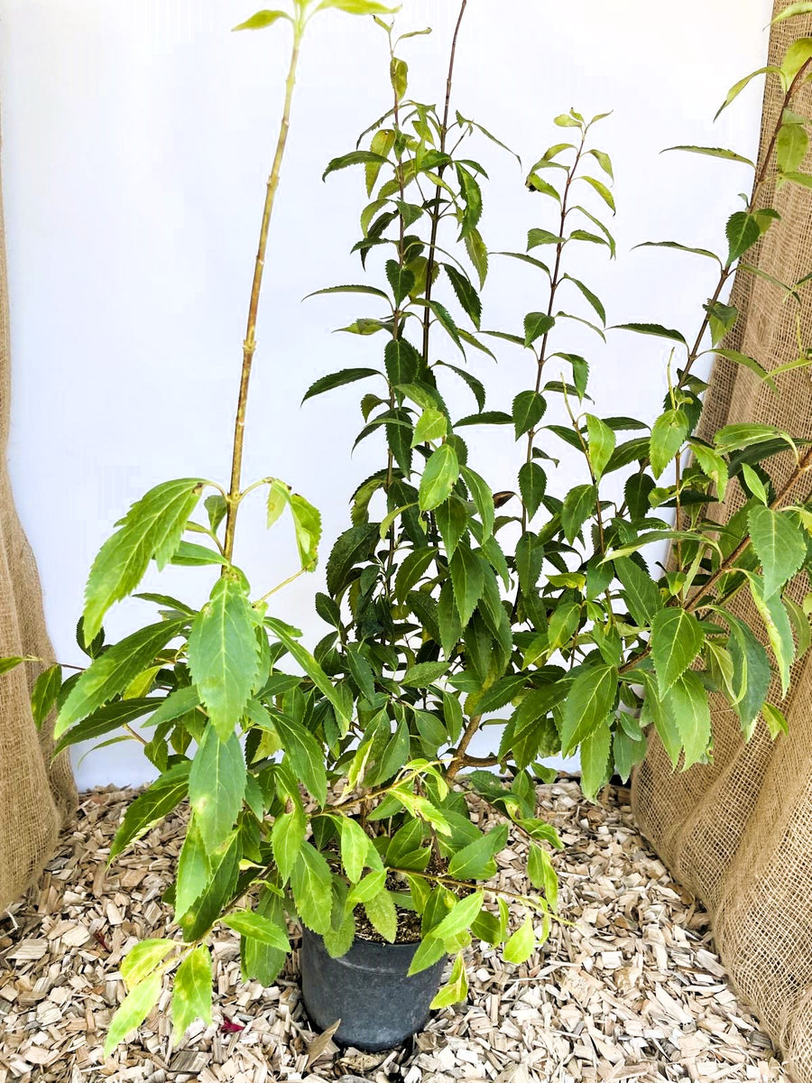 Forsythie Lynwood Gold - Topf-/Containerpflanzen