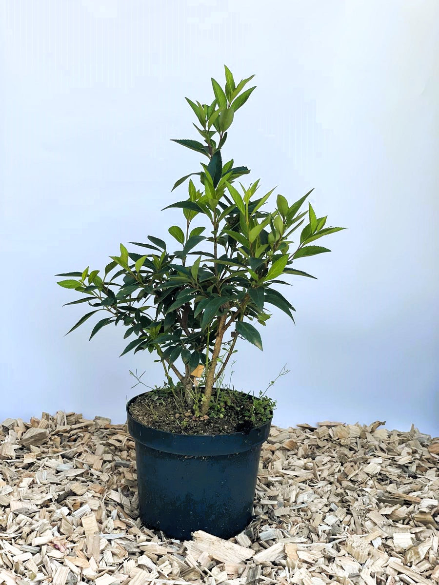 Forsythie Spectabilis - Topf-/Containerpflanzen