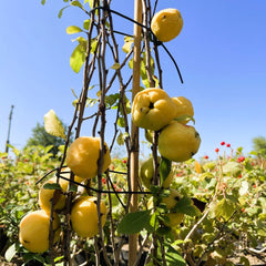 Japanische Zierquitte mit reifen gelben Früchten am Strauch unter blauem Himmel