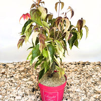 Japanischer Blumen Hartriegel Cornus kousa Scarlet Fire mit grünen und roten Blättern in rotem Topf auf Holzspänen.