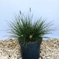 Lampenputzergras Pennisetum Alopecuroides Little Bunny mit grünen Halmen und hellgrünen Blüten in schwarzem Topf auf Holzspänen.