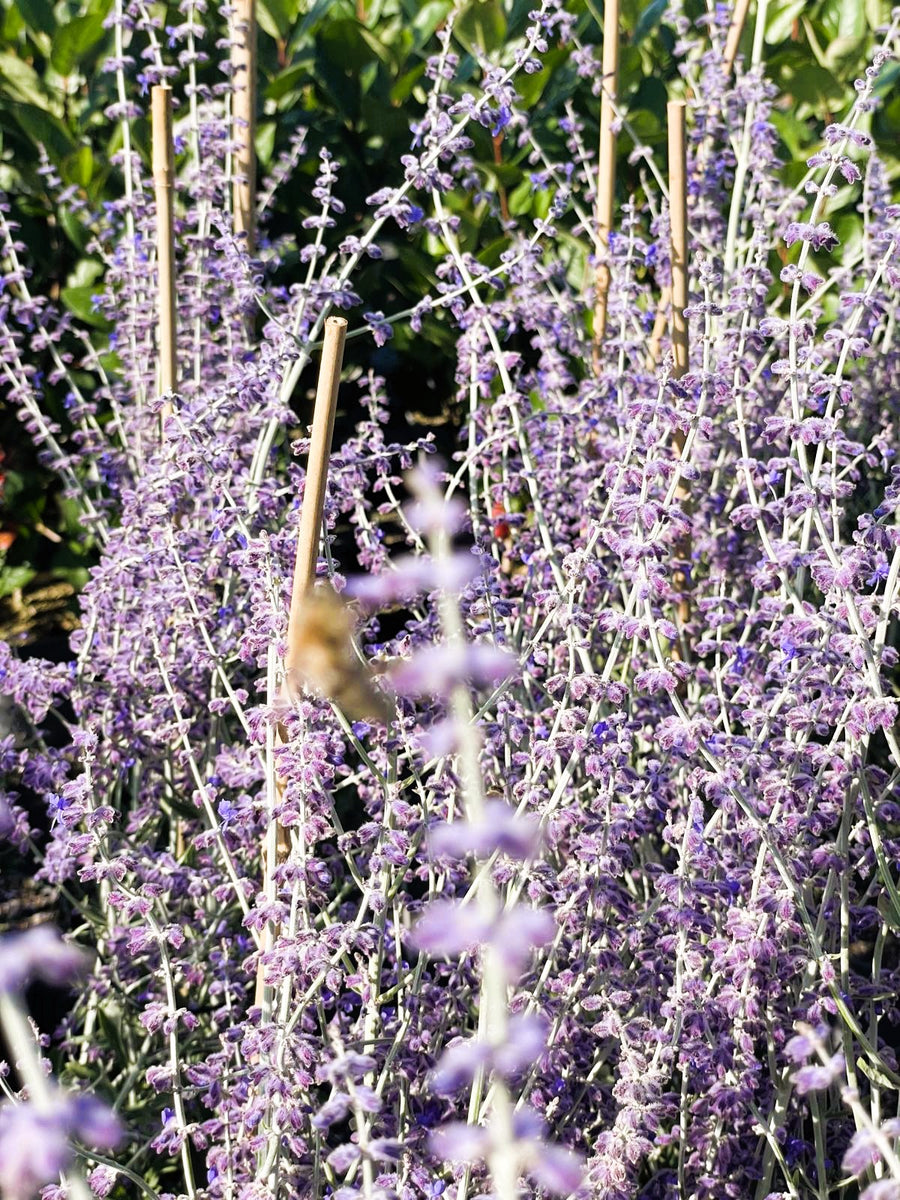 Lavendel Perovskia atriplicifolia Little Spire mit zahlreichen lila Blüten und dünnen Stängeln, gestützt von Holzstäben im Garten.
